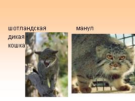 Родственники кошки, слайд 9