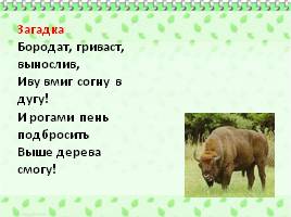 Зубр - животное Красной книги, слайд 15