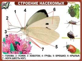Кто такие насекомые, птицы, рыбы и звери? (1 класс), слайд 15
