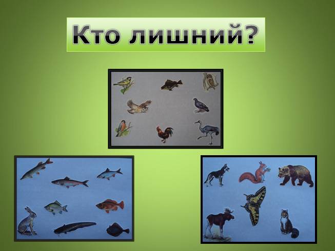 Группы зверей 1 класс