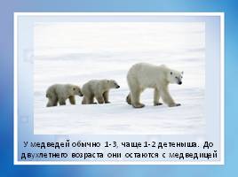 Белый медведь, слайд 9