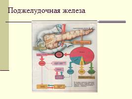 Роль гормонов в обмене веществ, росте и развитии организма, слайд 13