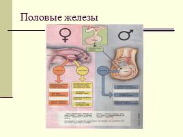 Роль гормонов в обмене веществ, росте и развитии организма, слайд 14