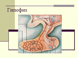 Роль гормонов в обмене веществ, росте и развитии организма, слайд 8