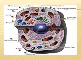 Живые клетки - Методы их изучения - Изучение строения клетки растения с помощью микроскопа, слайд 11
