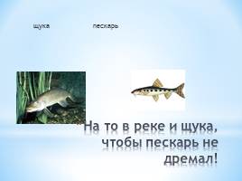 Животный мир Краснодарского края, слайд 11