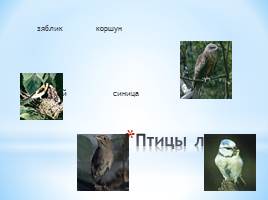 Животный мир Краснодарского края, слайд 17