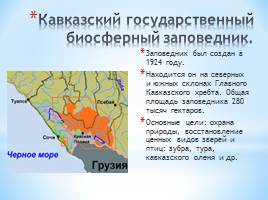 Животный мир Краснодарского края, слайд 23