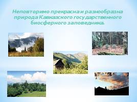 Животный мир Краснодарского края, слайд 24