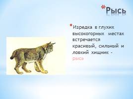 Животный мир Краснодарского края, слайд 25