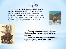 Животный мир Краснодарского края, слайд 26