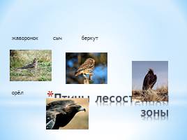 Животный мир Краснодарского края, слайд 3