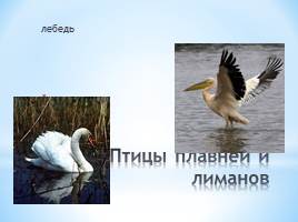Животный мир Краснодарского края, слайд 7
