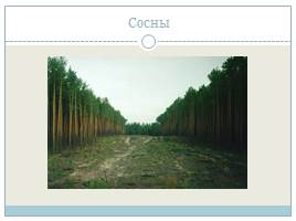 Лесистость территории России, слайд 11