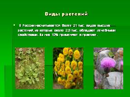 Виды растений, слайд 1