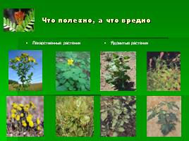 Виды растений, слайд 6