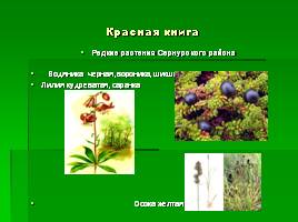 Виды растений, слайд 8