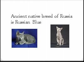 Russian native breeds of cats, слайд 3