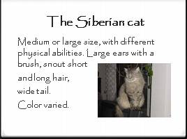 Russian native breeds of cats, слайд 5