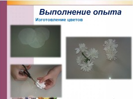 Мастер-класс «Изменение цвета лепестков цветка», слайд 4