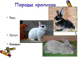 Изучение и разведение кроликов, слайд 10