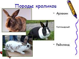 Изучение и разведение кроликов, слайд 11