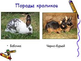Изучение и разведение кроликов, слайд 5