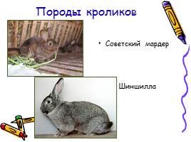 Изучение и разведение кроликов, слайд 7