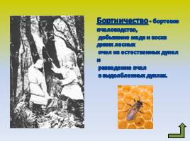 Восточные славяне: происхождение и расселение, слайд 9