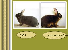 Исследовательская работа «Кролики», слайд 10