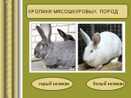 Исследовательская работа «Кролики», слайд 11