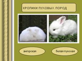 Исследовательская работа «Кролики», слайд 15
