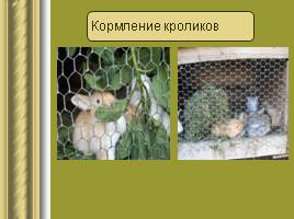 Исследовательская работа «Кролики», слайд 16