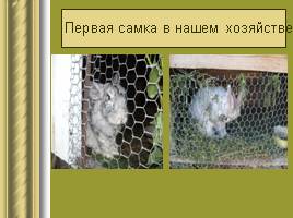 Исследовательская работа «Кролики», слайд 4