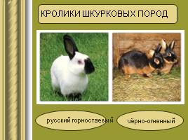 Исследовательская работа «Кролики», слайд 8
