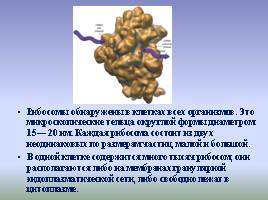Цитоплазма и ее органоиды, слайд 10