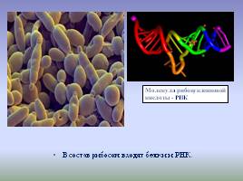 Цитоплазма и ее органоиды, слайд 11