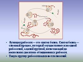 Цитоплазма и ее органоиды, слайд 12