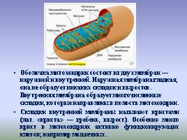 Цитоплазма и ее органоиды, слайд 14
