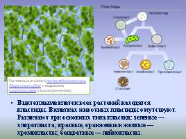 Цитоплазма и ее органоиды, слайд 15