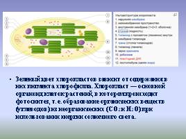 Цитоплазма и ее органоиды, слайд 17