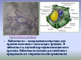 Цитоплазма и ее органоиды, слайд 19