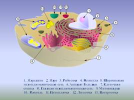 Цитоплазма и ее органоиды, слайд 3