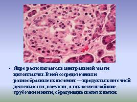 Цитоплазма и ее органоиды, слайд 4