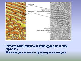 Цитоплазма и ее органоиды, слайд 7