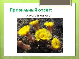 Викторина «Первоцветы», слайд 11