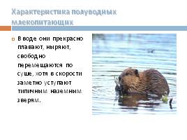 Водные и околоводные млекопитающие, слайд 11