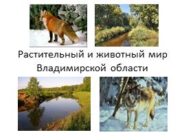 Растительный и животный мир Владимирской области