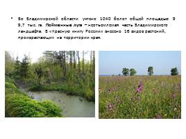 Растительный и животный мир Владимирской области, слайд 4