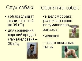Предки собак, слайд 13